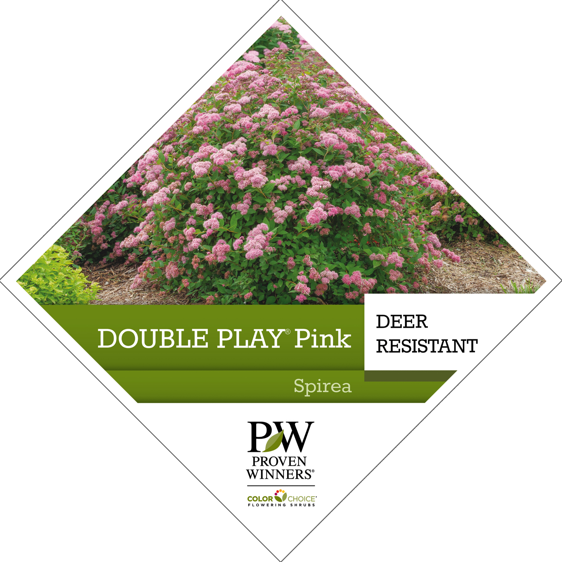 Preview of Double Play® Pink Spiraea Tag PDF