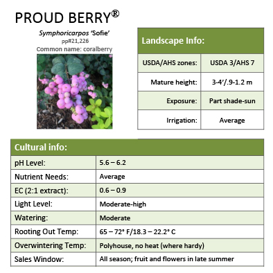 Preview of Proud Berry® Symphoricarpos Grower Sheet PDF