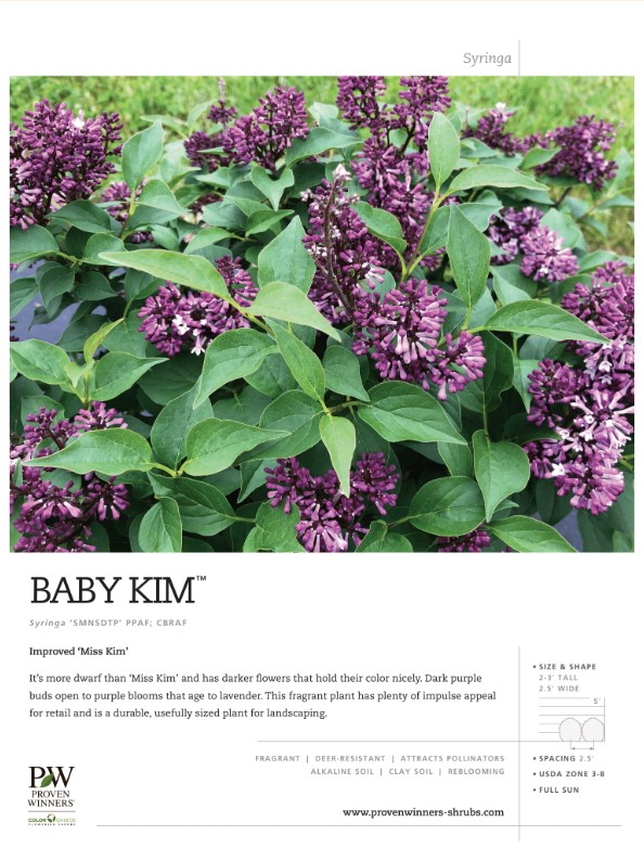 Preview of Baby Kim® lilac spec sheet PDF