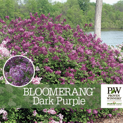 Preview of Bloomerang® Dark Purple Syringa Benchcard PDF