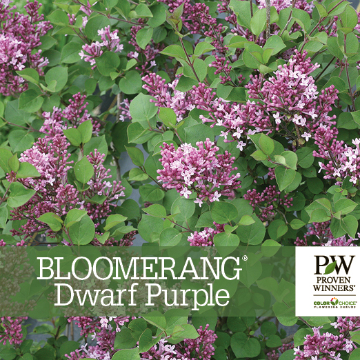 Preview of  Bloomerang® Dwarf Purple Syringa Benchcard PDF