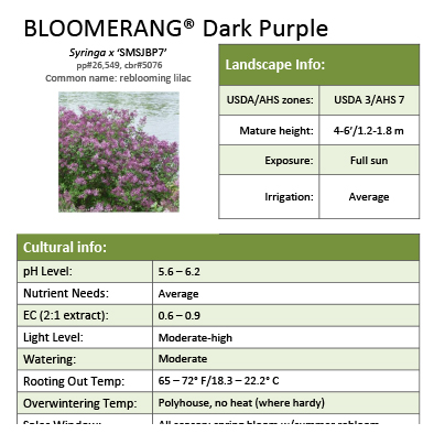 Preview of Bloomerang® Dark Purple Syringa Grower Sheet PDF