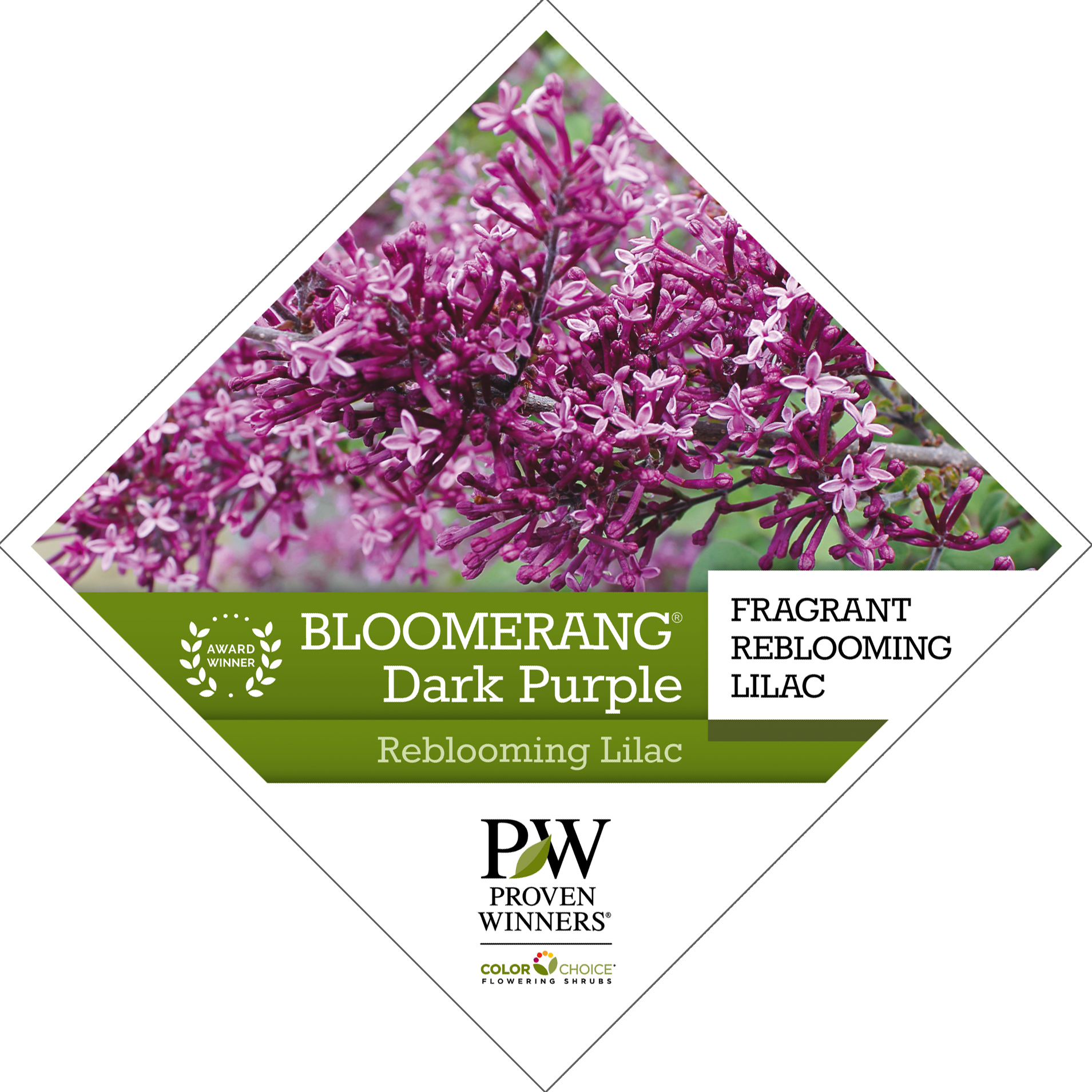 Preview of Bloomerang® Dark Purple Syringa Tag PDF