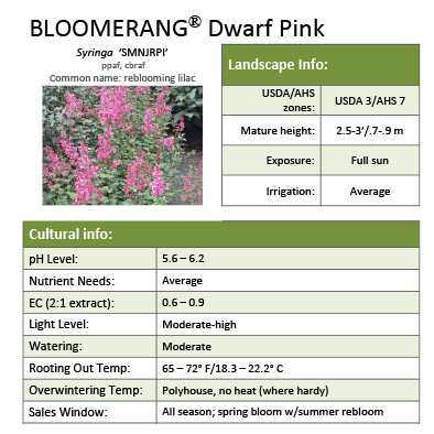 Preview of Bloomerang® Dwarf Pink Syringa Grower Sheet PDF