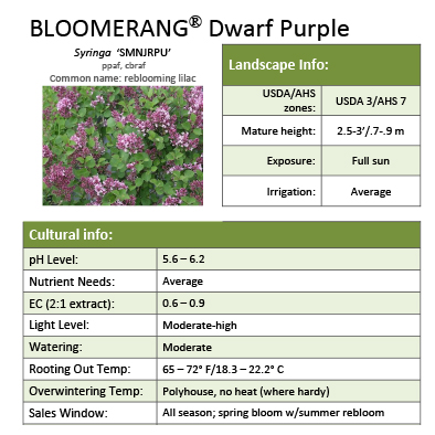 Preview of  Bloomerang® Dwarf Purple Syringa Grower Sheet PDF