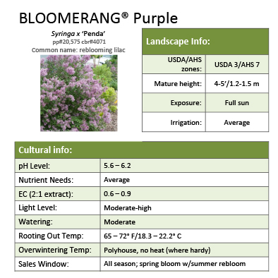 Preview of  Bloomerang® Purple Syringa Grower Sheet PDF