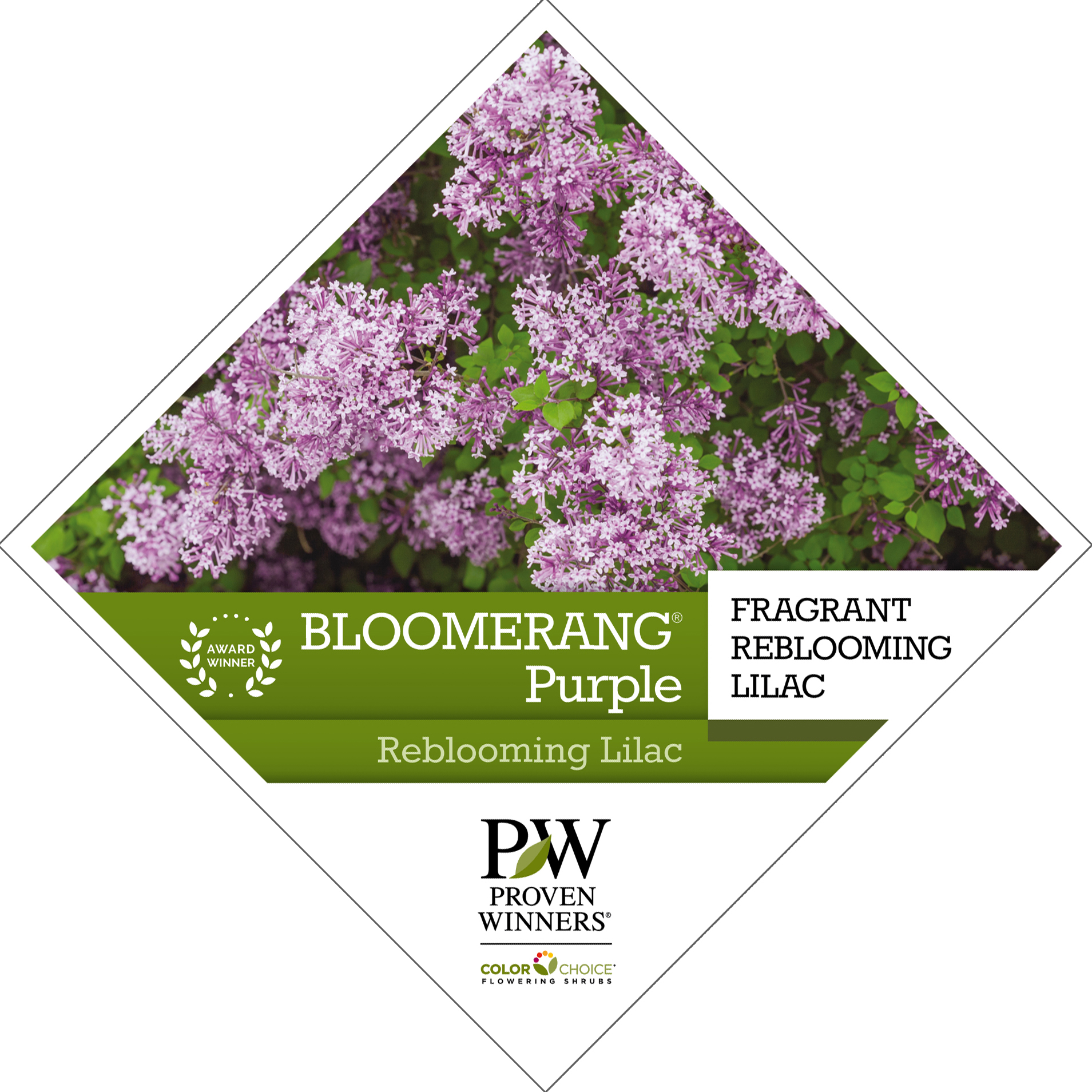 Preview of  Bloomerang® Purple Syringa Tag PDF