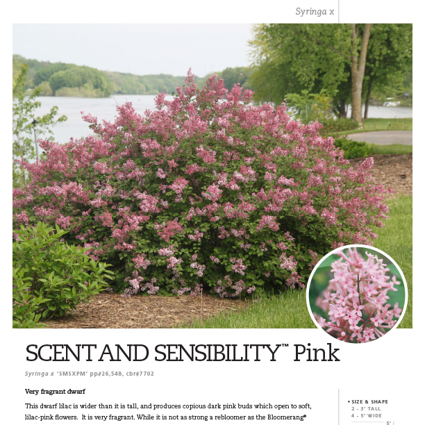 Preview of Scent and Sensibility™ Pink Syringa Spec Sheet PDF