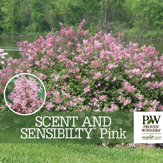 Preview of Scent and Sensibility™ Pink Syringa Benchcard PDF