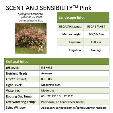 Preview of Scent and Sensibility™ Pink Syringa Grower Sheet PDF
