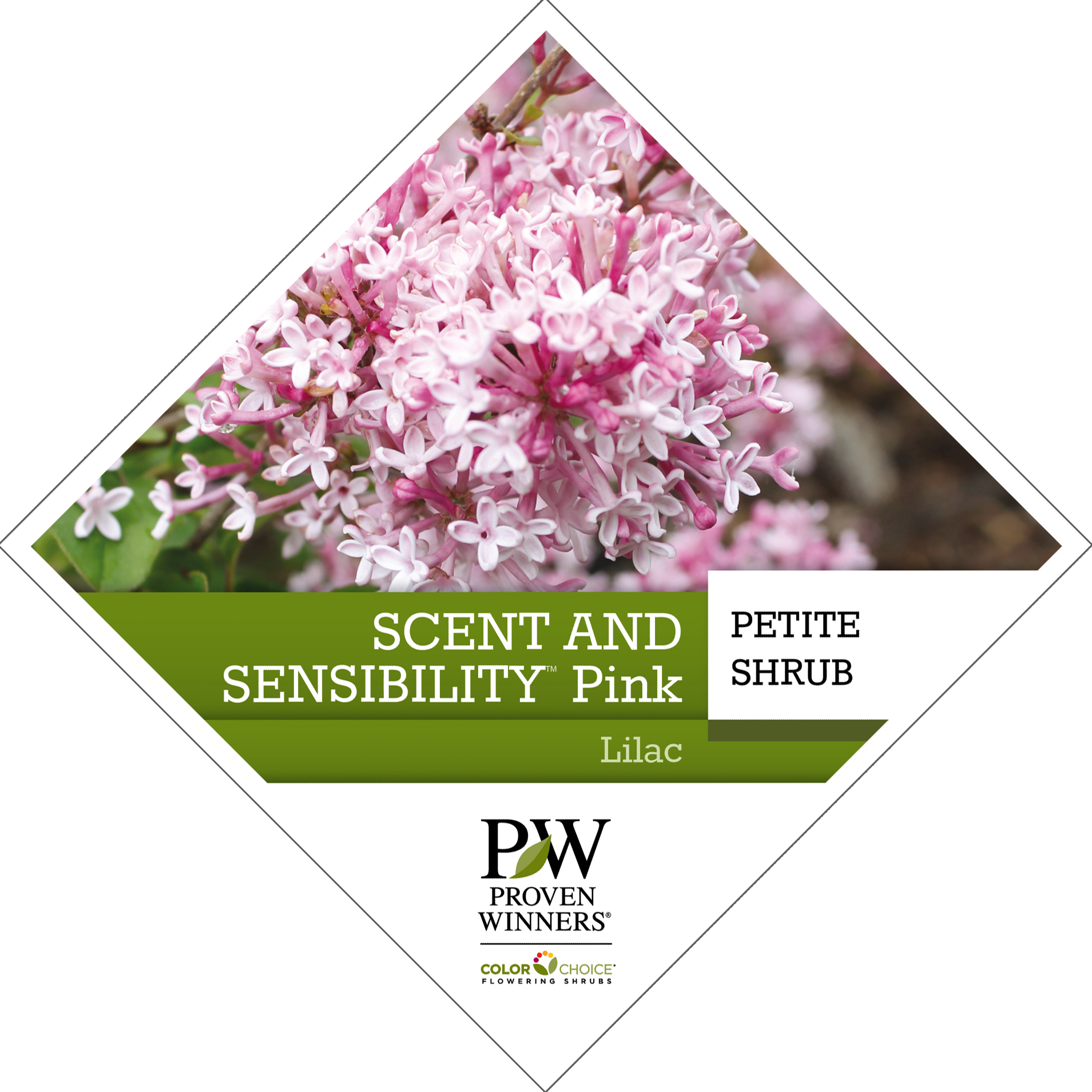 Preview of Scent and Sensibility™ Pink Syringa Tag PDF