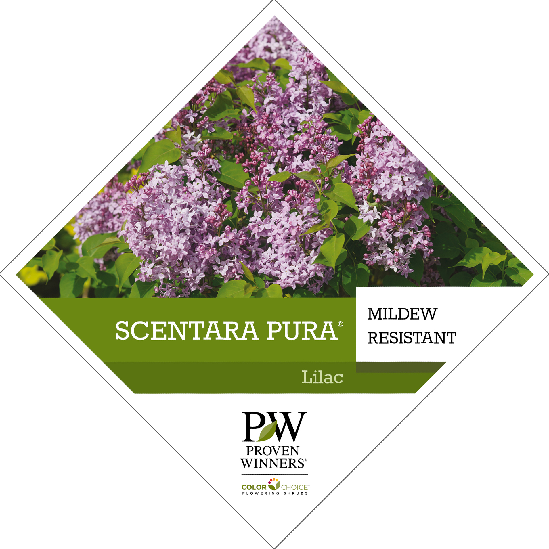 Preview of Scentara Pura® Syringa Tag PDF