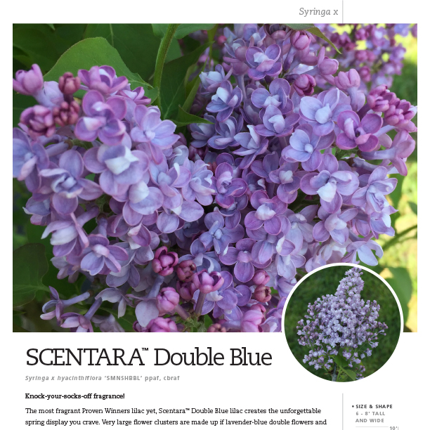 Preview of Scentara® Double Blue Syringa Spec Sheet PDF
