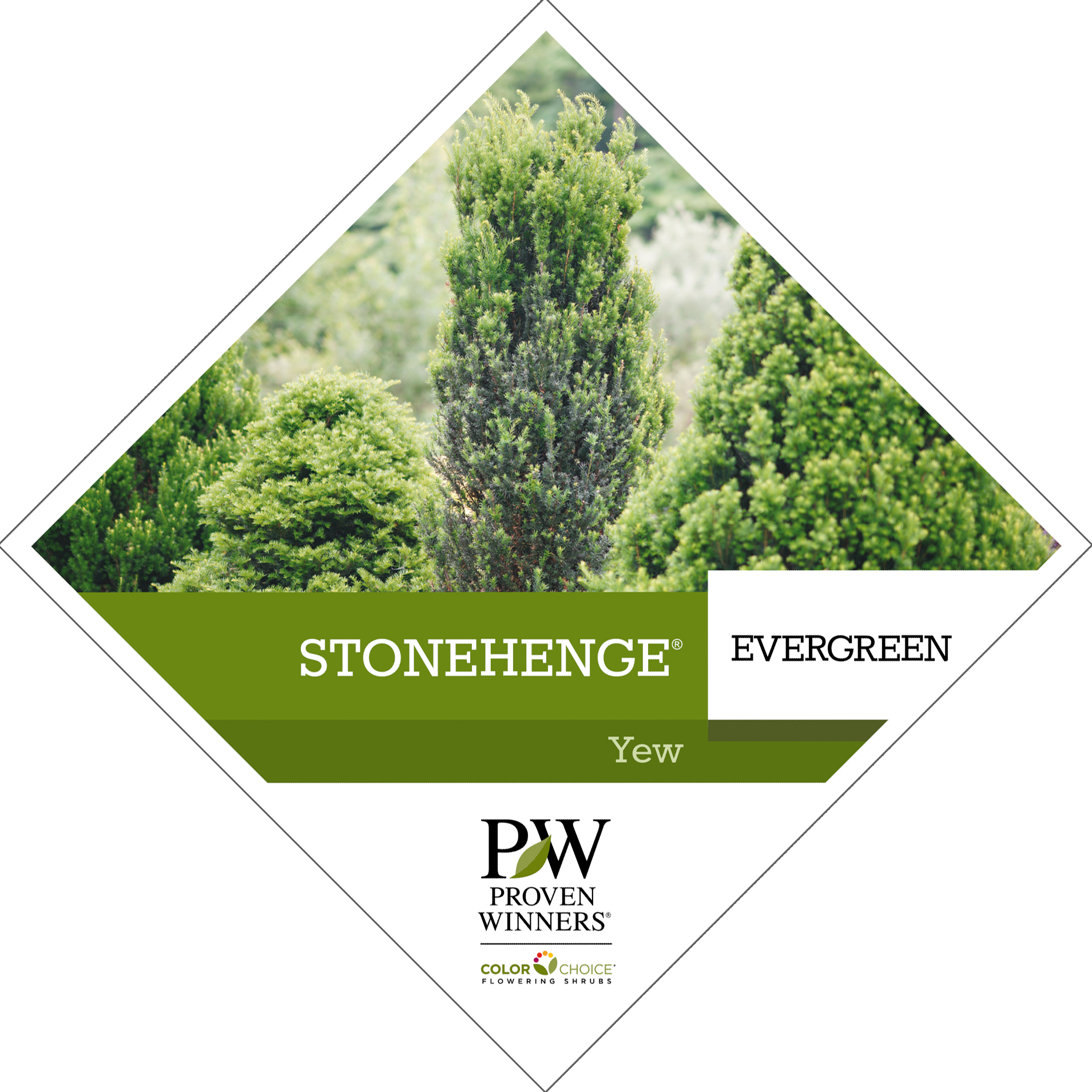 Preview of Stonehenge® Taxus Tag PDF