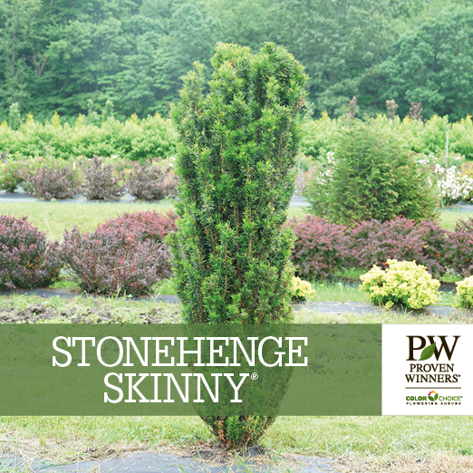 Preview of Stonehenge Skinny® Taxus Benchcard PDF