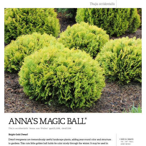 Preview of Anna’s Magic Ball® Thuja Spec Sheet PDF