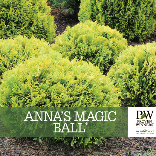 Preview of Anna’s Magic Ball® Thuja Benchcard PDF