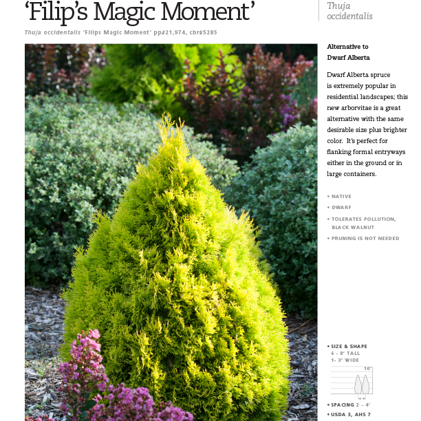 Preview of ‘Filips Magic Moment’ Thuja Spec Sheet PDF