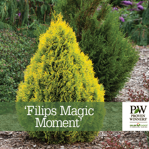 Preview of ‘Filips Magic Moment’ Thuja Benchcard PDF