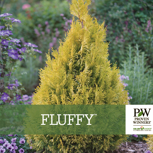 Preview of  Fluffy® Thuja Benchcard PDF