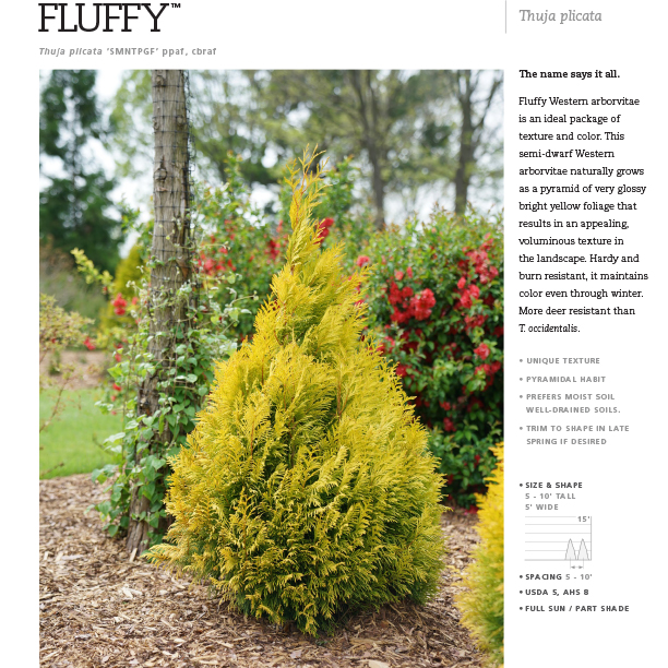 Preview of  Fluffy® Thuja Spec Sheet PDF