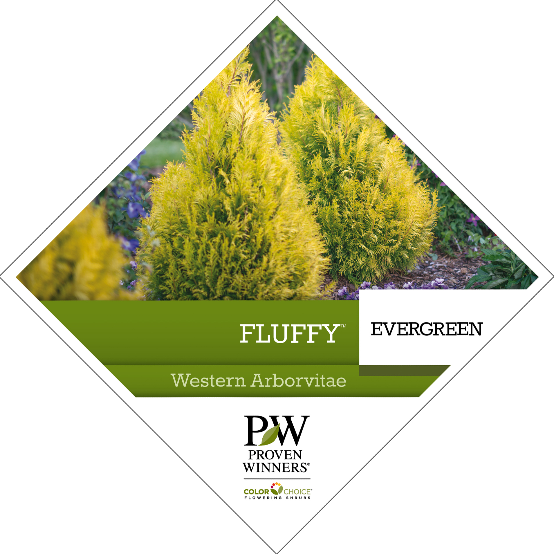 Preview of Fluffy® Thuja Tag PDF