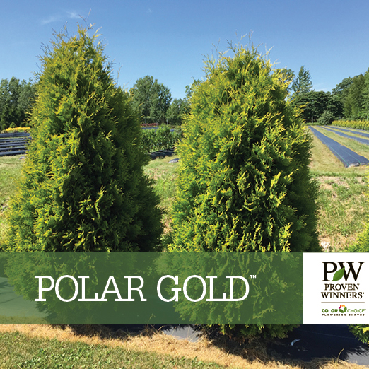 Polar Gold® Thuja Benchcard Spring Meadow Nursery 9779