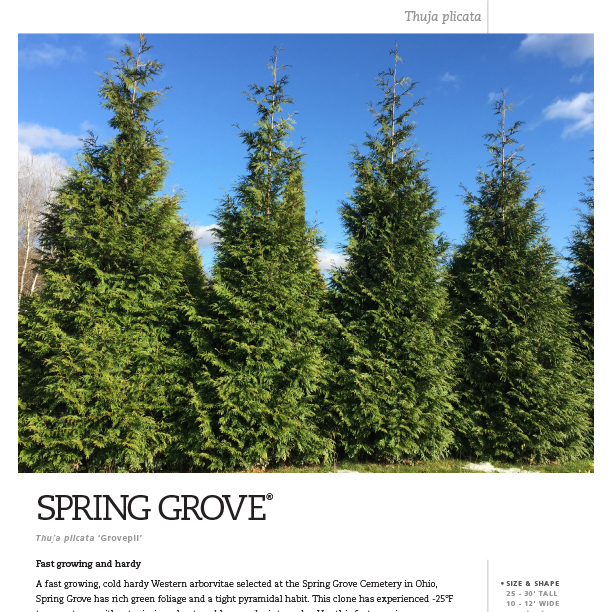 Preview of  Spring Grove® Thuja Spec Sheet PDF