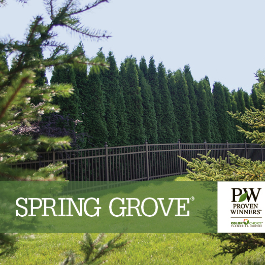 Preview of Spring Grove® Thuja Benchcard PDF