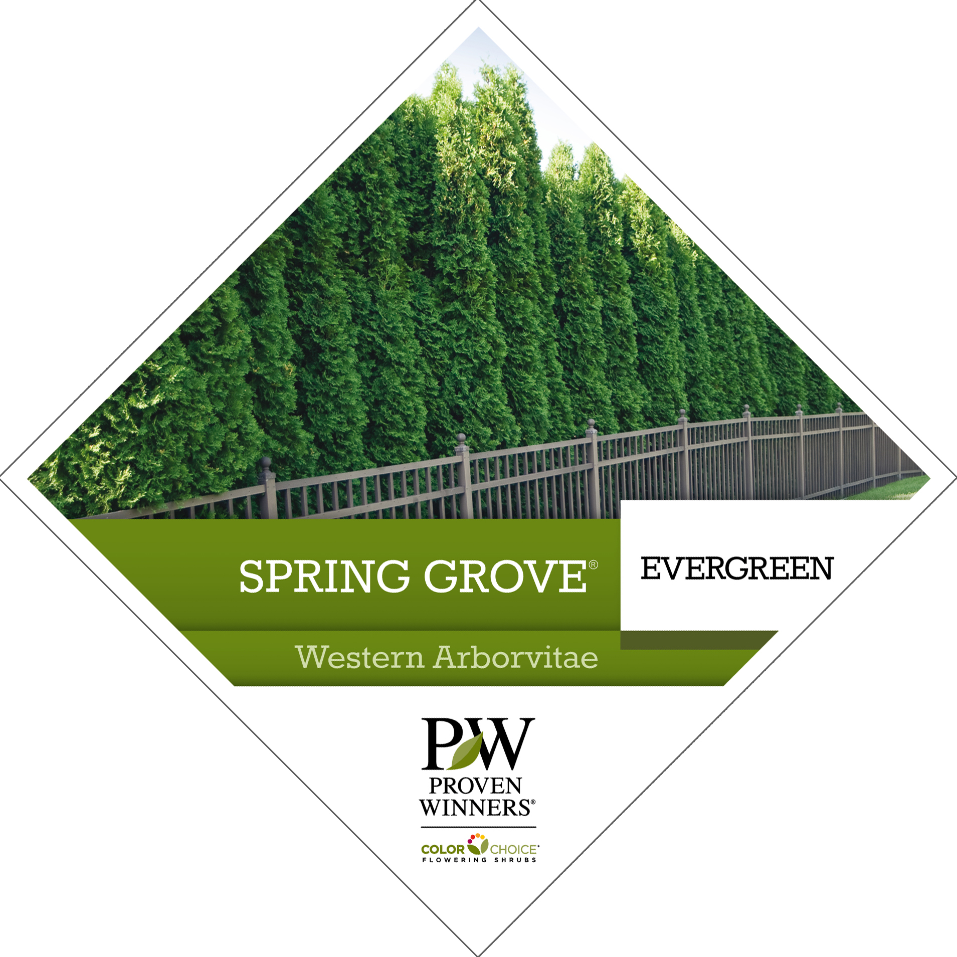 Preview of Spring Grove® Thuja Tag PDF