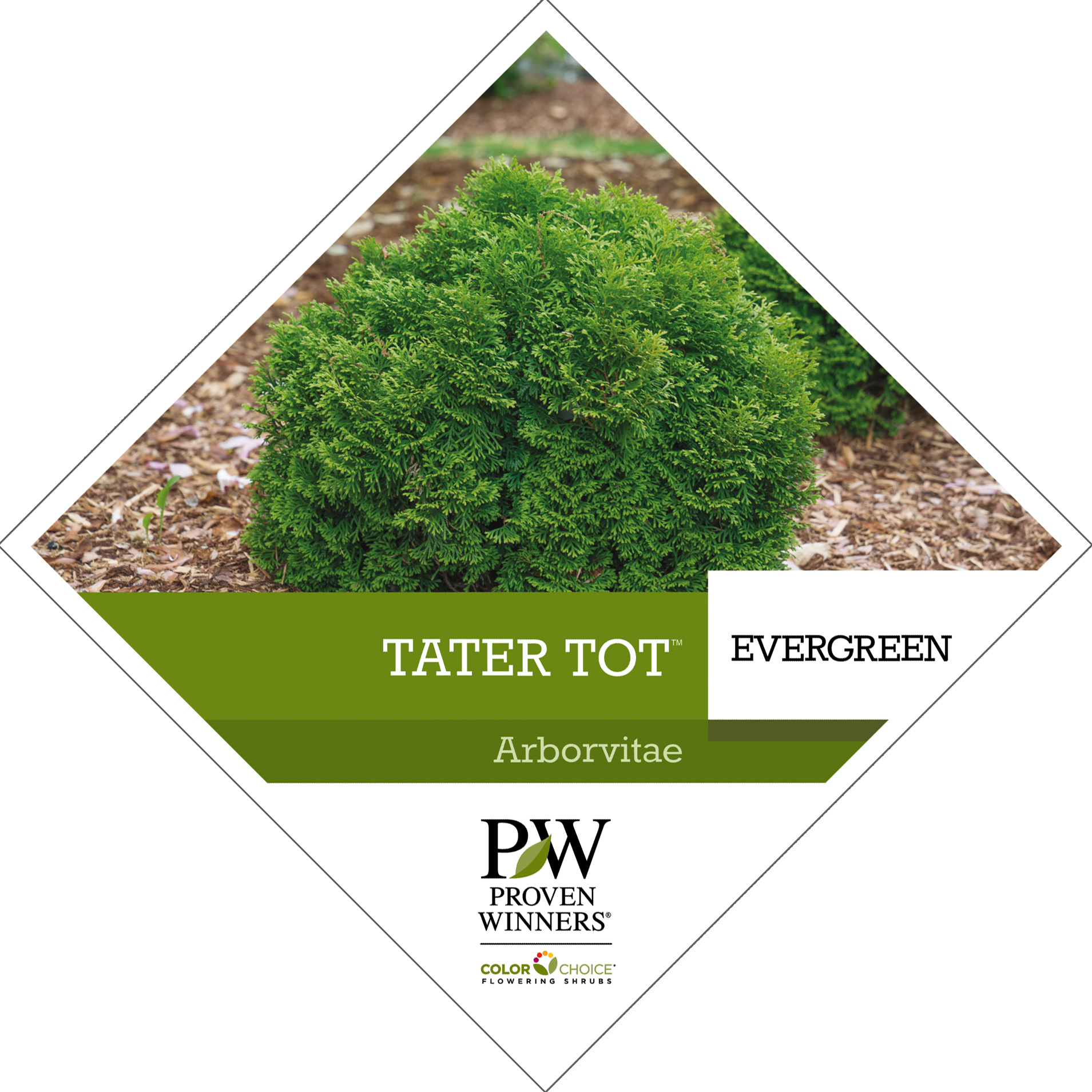 Preview of Tater Tot® Thuja Tag PDF