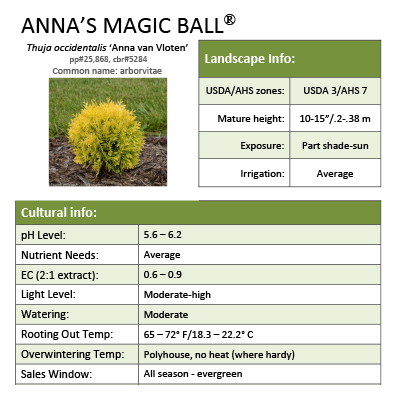 Preview of Anna’s Magic Ball® Thuja Grower Sheet PDF