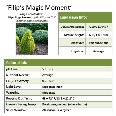 Preview of ‘Filips Magic Moment’ Thuja Grower Sheet PDF