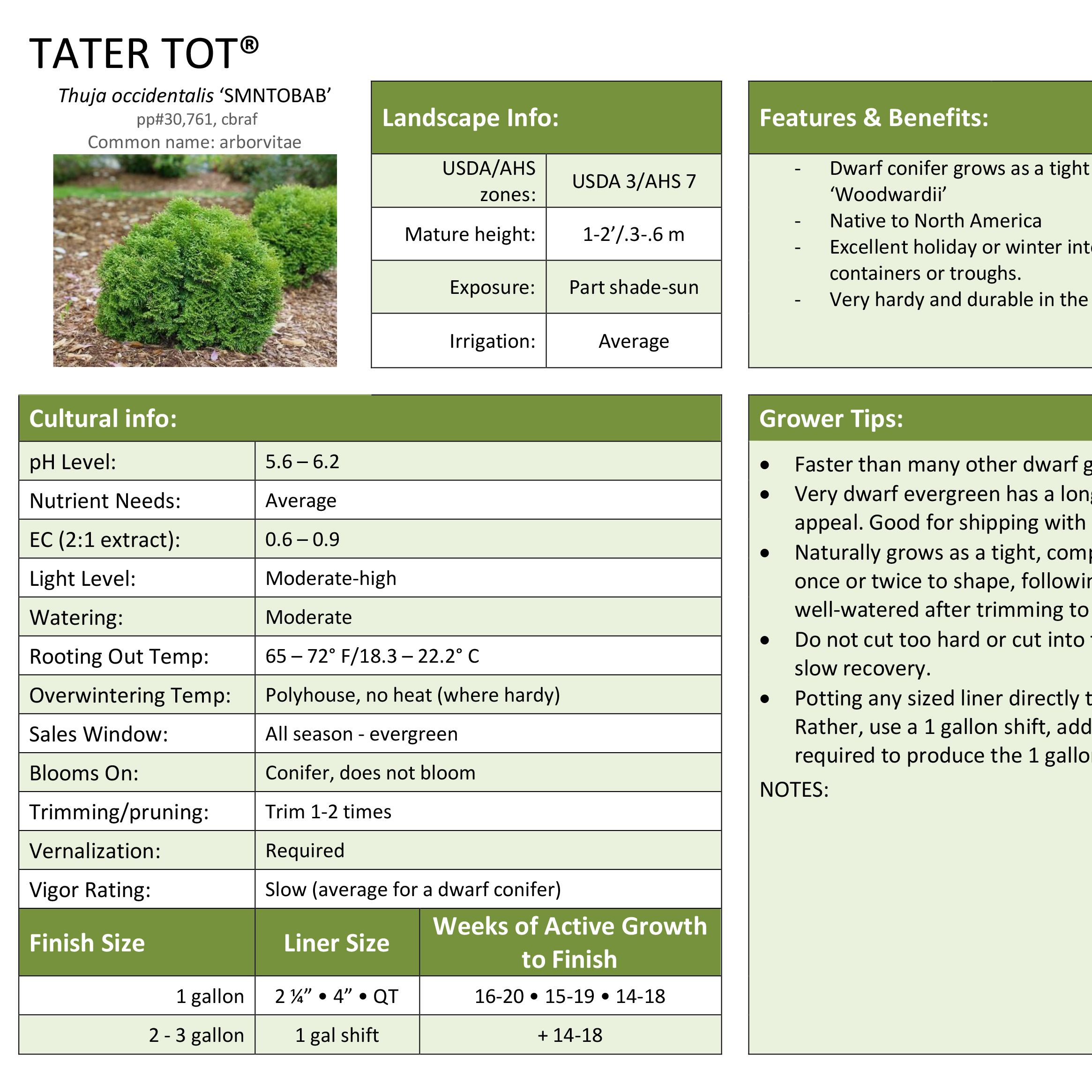 Preview of Tater Tot® Thuja  PDF