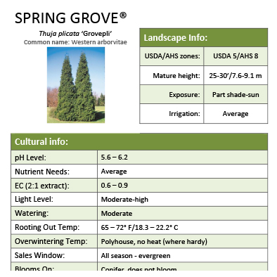 Preview of Spring Grove® Thuja Grower Sheet PDF