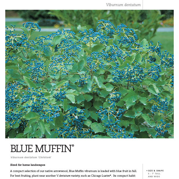 Preview of Blue Muffin® Viburnum Spec Sheet PDF