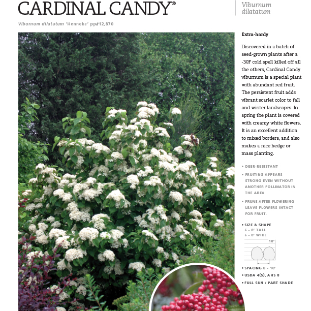 Preview of Cardinal Candy® Viburnum Spec Sheet PDF