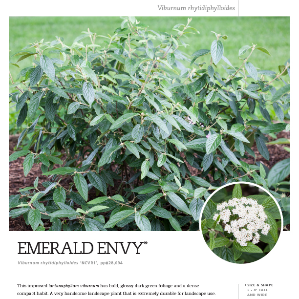 Preview of Emerald Envy® Viburnum Spec Sheet PDF