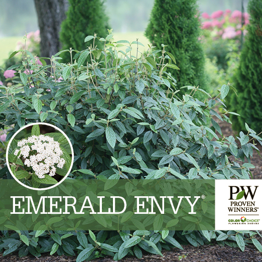 Preview of Emerald Envy® Viburnum Benchcard PDF