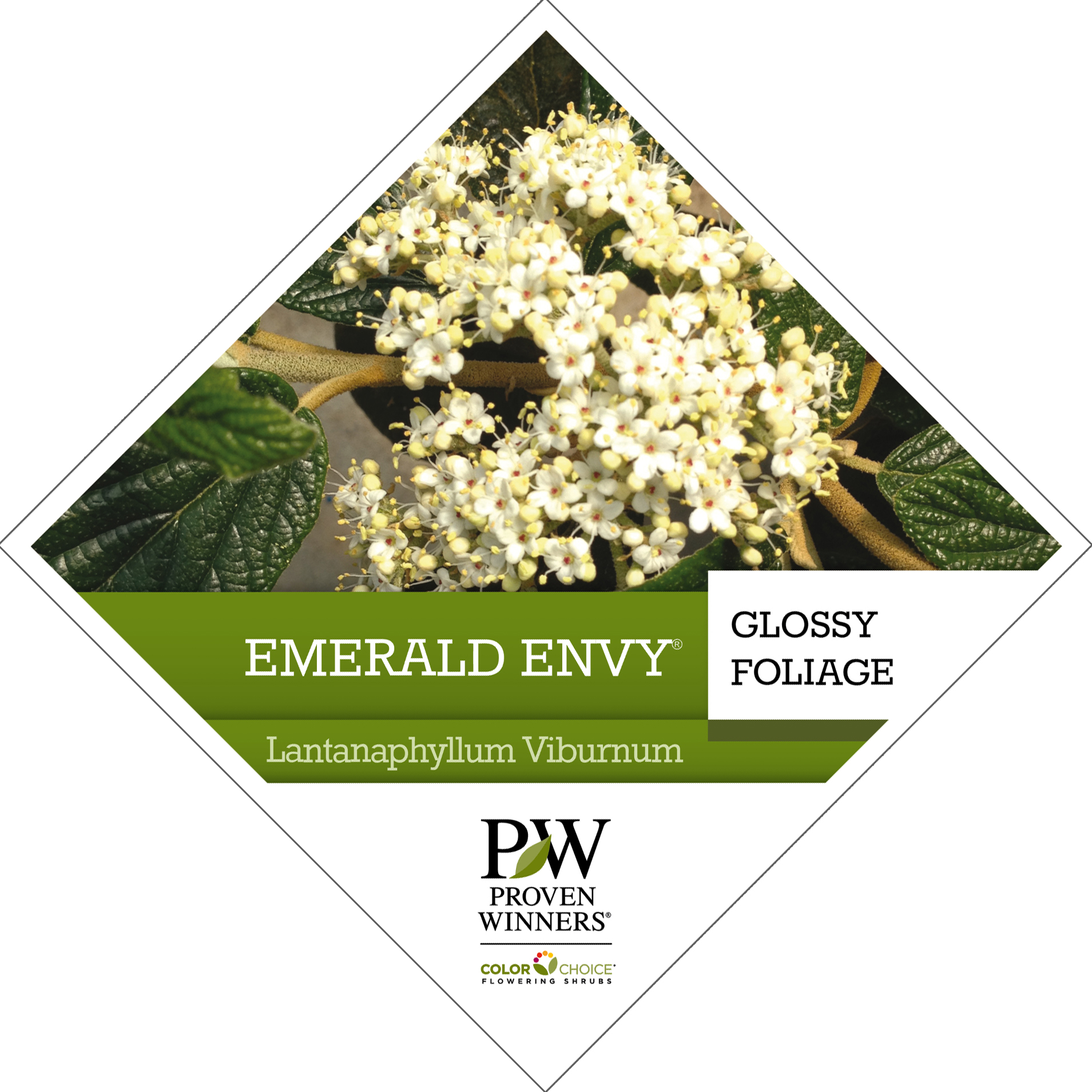 Preview of Emerald Envy® Viburnum Tag PDF
