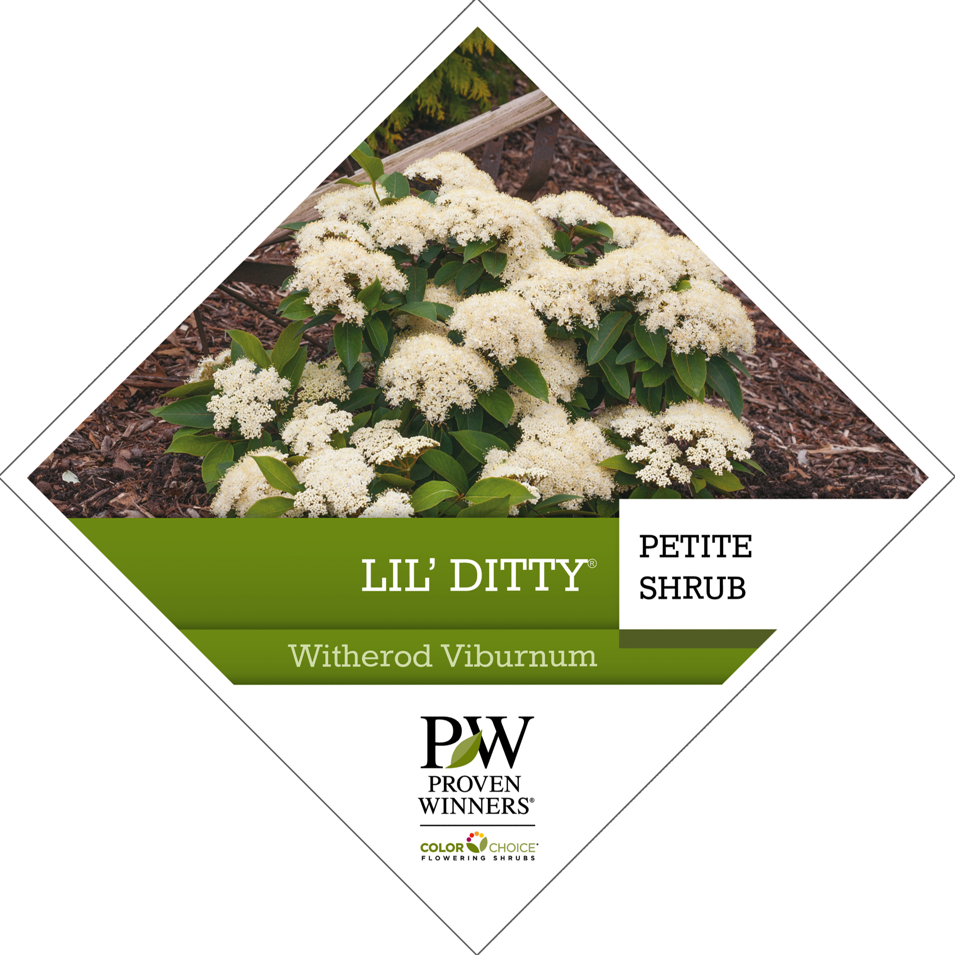 Preview of Lil’ Ditty® Viburnum Tag PDF