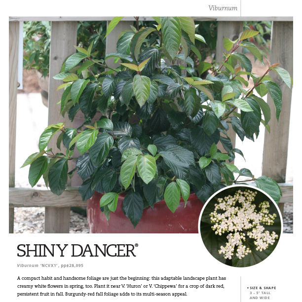 Preview of Shiny Dancer® Viburnum Spec Sheet PDF