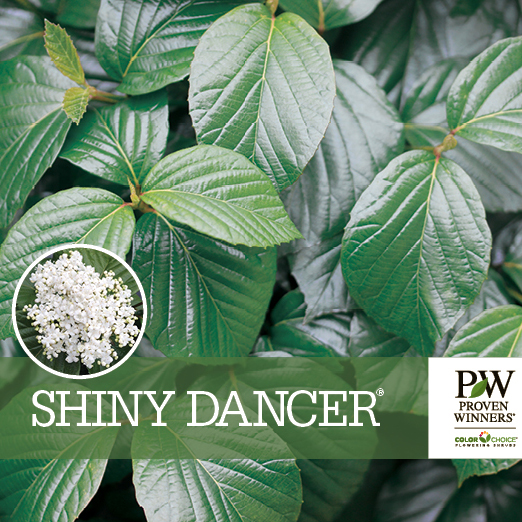 Preview of Shiny Dancer® Viburnum Benchcard PDF