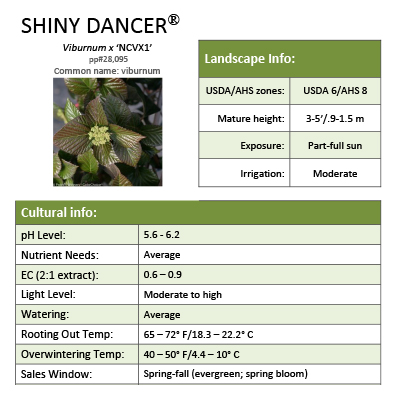 Preview of Shiny Dancer® Viburnum Grower Sheet PDF
