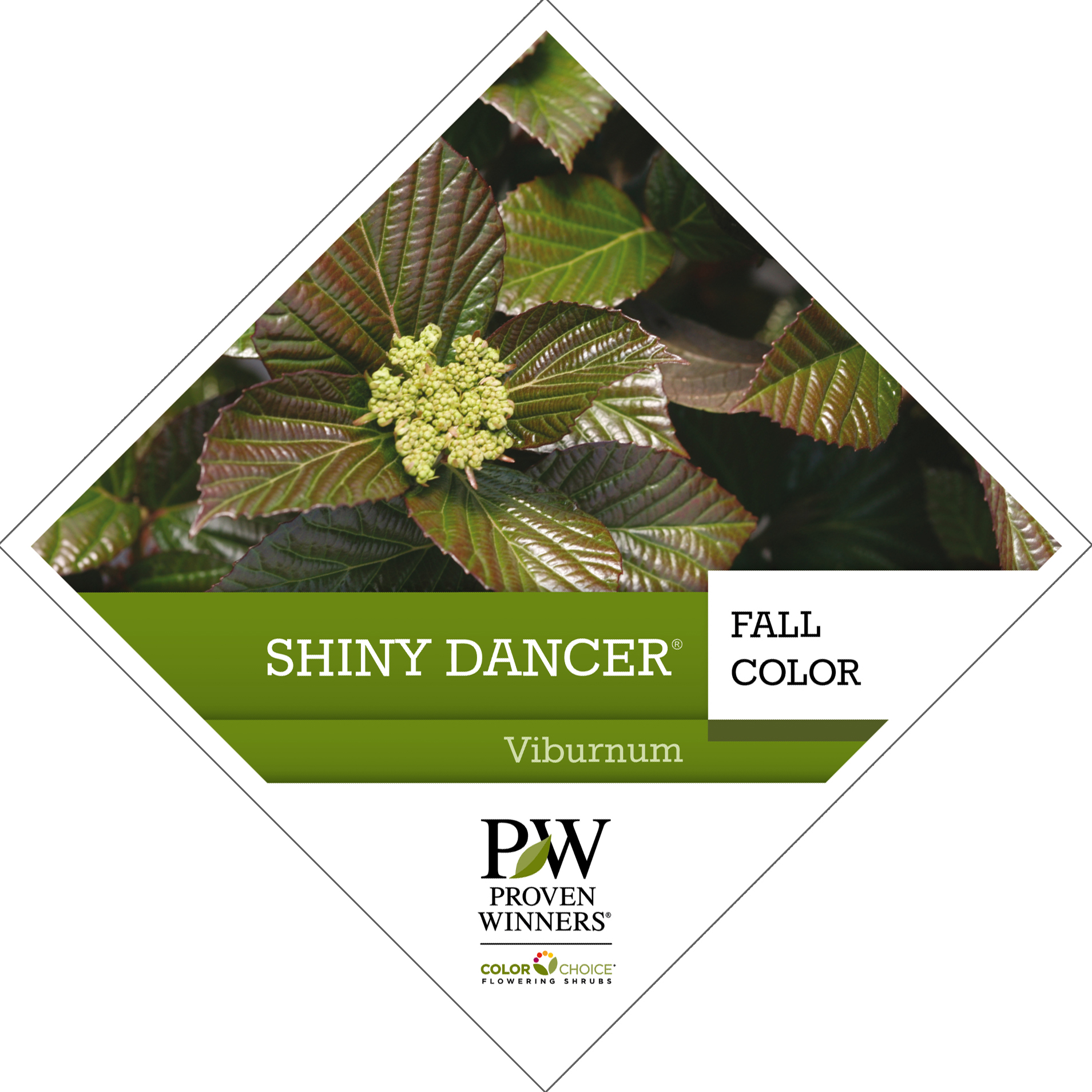 Preview of Shiny Dancer® Viburnum Tag PDF