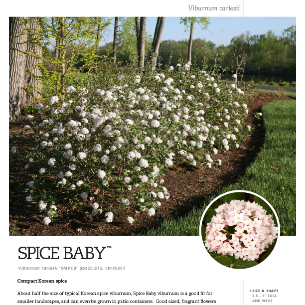 Preview of Spice Baby™ Viburnum Spec Sheet PDF