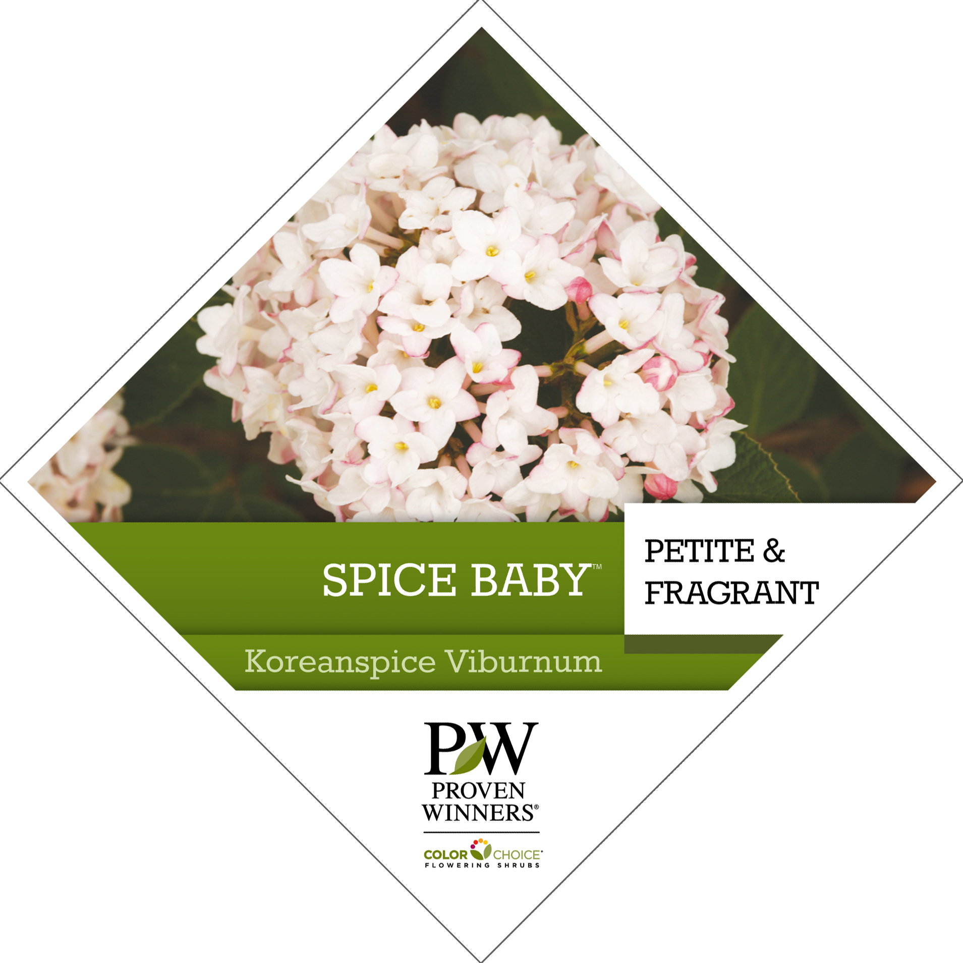 Preview of Spice Baby™ Viburnum Tag PDF