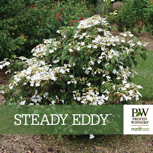 Preview of Steady Eddy™ Viburnum Benchcard PDF