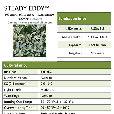 Preview of Steady Eddy™ Viburnum Grower Sheet PDF