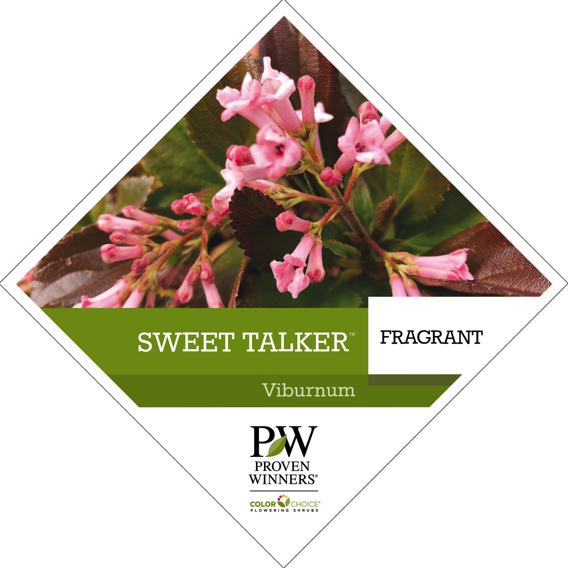 Preview of Sweet Talker® Viburnum tag PDF